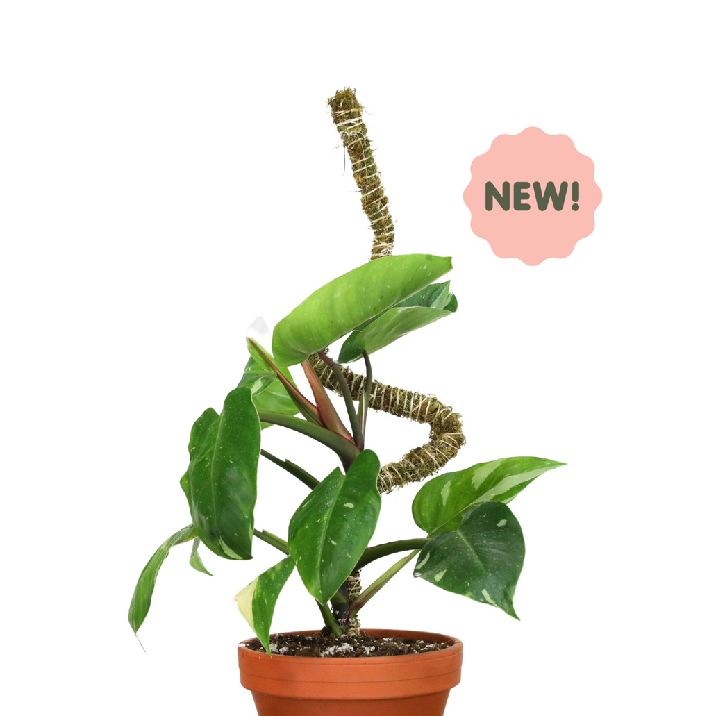 mossify moss pole The Bendable Moss Pole THIN Single